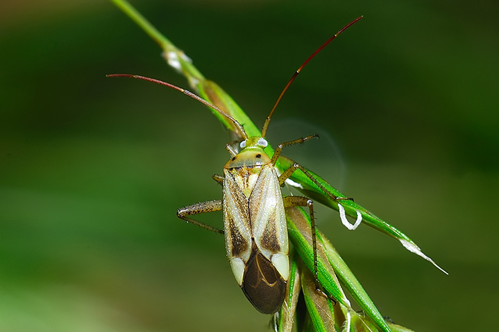 Miridae: Adelphocoris lineolatus di Paderno (Lombardia)